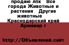 продаю лпх - Все города Животные и растения » Другие животные   . Краснодарский край,Армавир г.